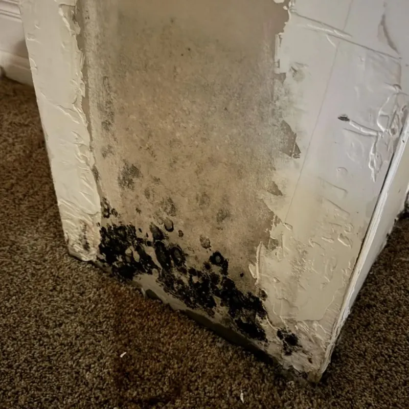Professional Mold Removal in Linden, AZ